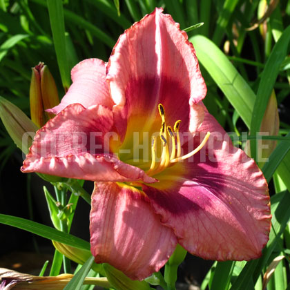 image de Hemerocallis Return a Smile