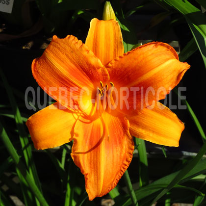 image de Hemerocallis Rocket City