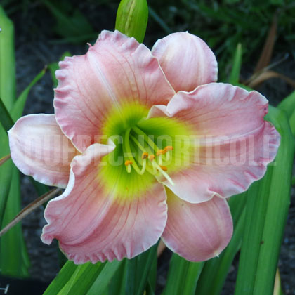 image de Hemerocallis Rose Emily