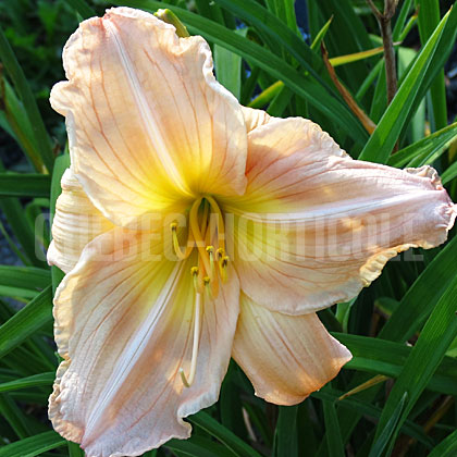 image de Hemerocallis Savannah Emperor