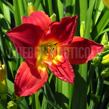 image de Hemerocallis Scarlet Orbit