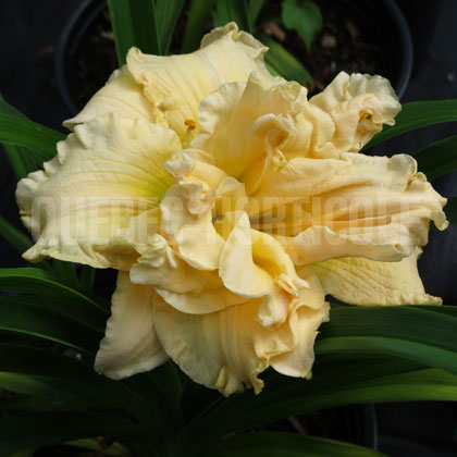 image de Hemerocallis Schnickel Fritz