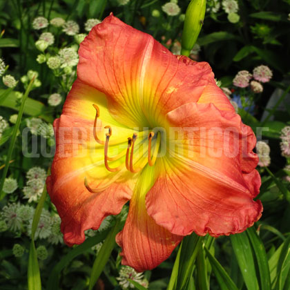 image de Hemerocallis Shipshape