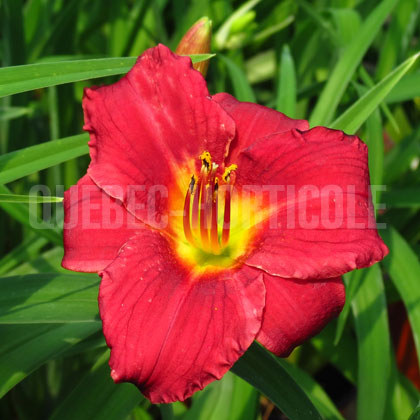 image de Hemerocallis Siloam Paul Watts