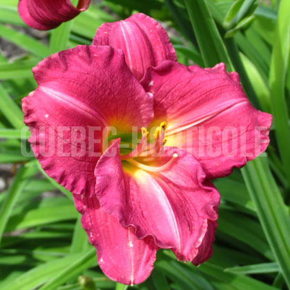 image de Hemerocallis Siloam Royal Prince