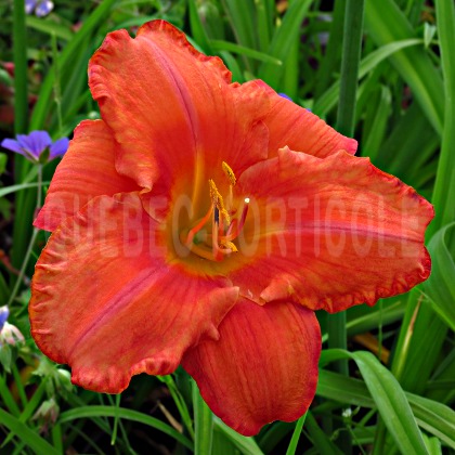 image de Hemerocallis South Seas