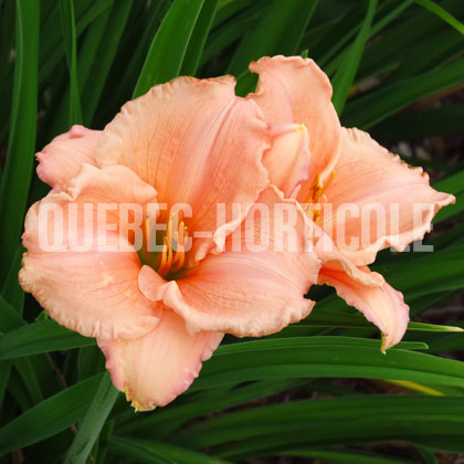 image de Hemerocallis Spanish Glow