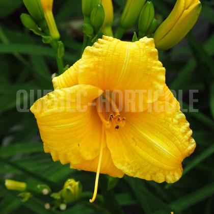 image de Hemerocallis Texas Sunlight