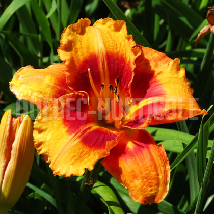 image de Hemerocallis Tigger