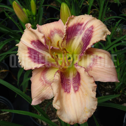 image de Hemerocallis Whale Tails