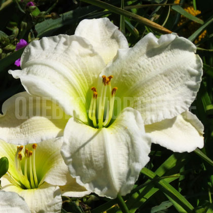 image de Hemerocallis White Temptation