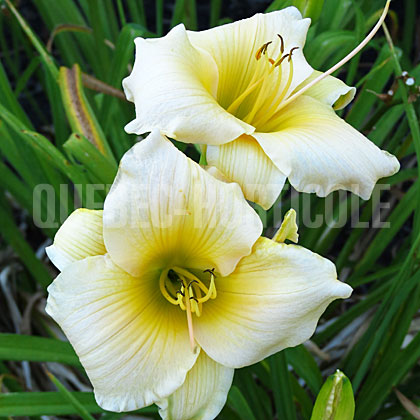 image de Hemerocallis William Vaughn