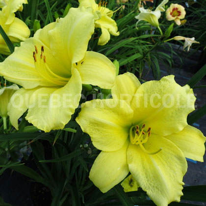 image de Hemerocallis Yellow Lion 