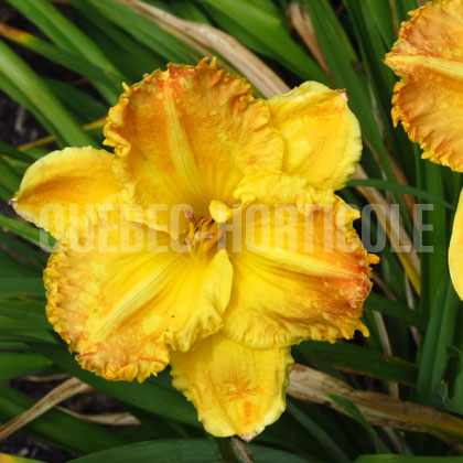 image de Hemerocallis Yuma