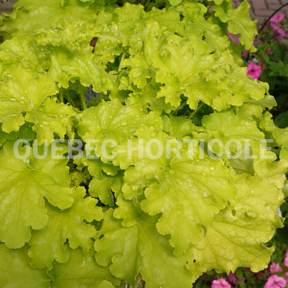 image de Heuchera x Dolce® Apple Twist