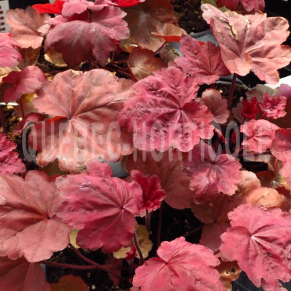 image de Heuchera x Autumn Leaves