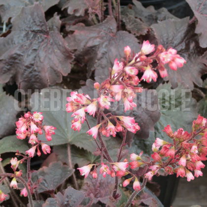 image de Heuchera x Bella Notte