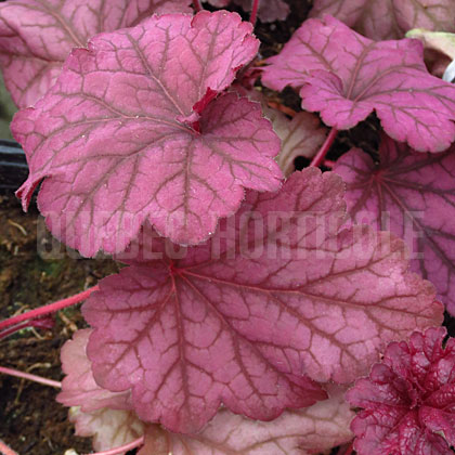 image de Heuchera x Berry Smoothie