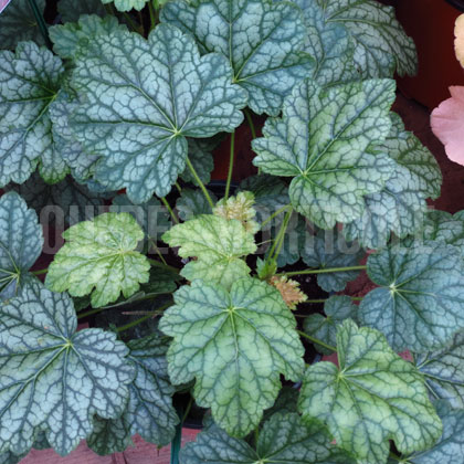 image de Heuchera x Berry Timeless