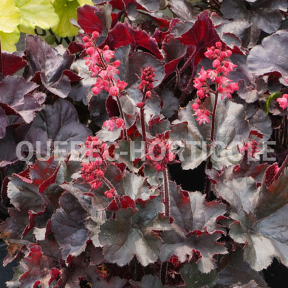 image de Heuchera Black Forest Cake