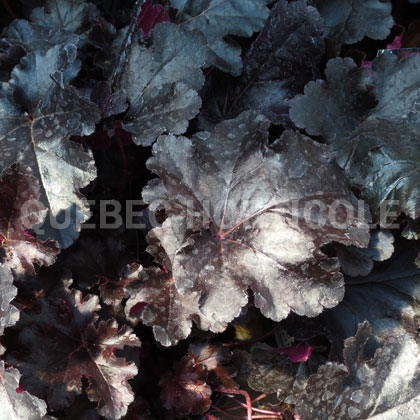 image de Heuchera x Black Pearl