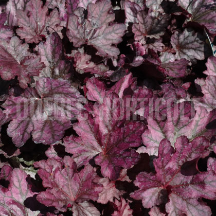 image de Heuchera x Dolce® Blackberry Ice