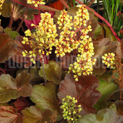 image de Heuchera x Blondie