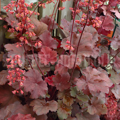 image de Heuchera x Cherry Cola