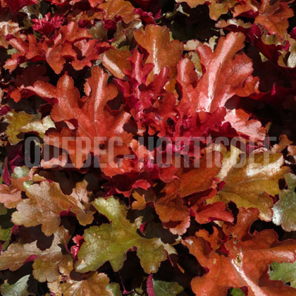 image de Heuchera x Dolce® Cinnamon Curls