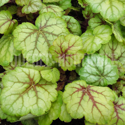 image de Heuchera x Circus