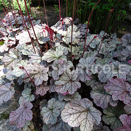 image de Heuchera x Dolce® Creme de Menthe