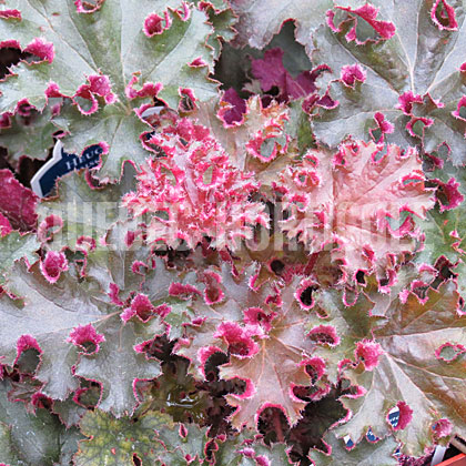 image de Heuchera x Crimson Curls