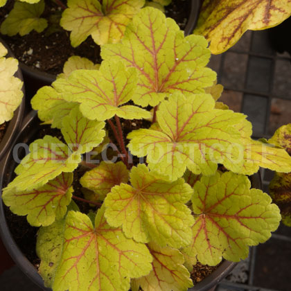 image de Heuchera x Electra