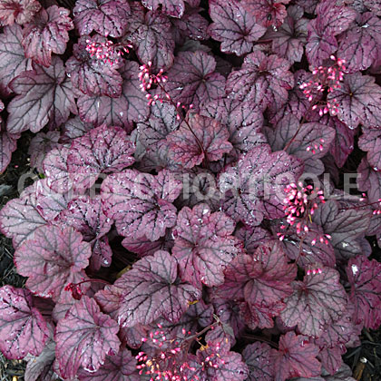 image de Heuchera x Electric Plum