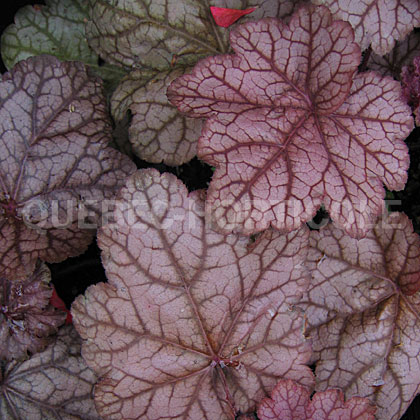 image de Heuchera x Encore