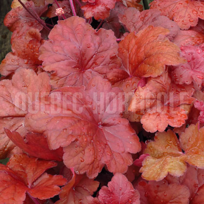 image de Heuchera x Fire Alarm