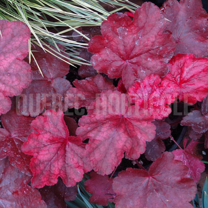 image de Heuchera x Fire Chief