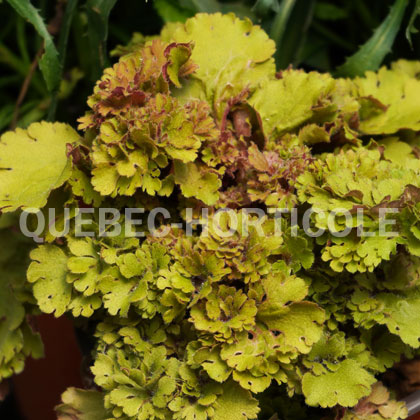 image de Heuchera Frilly