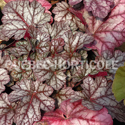 image de Heuchera x Glitter