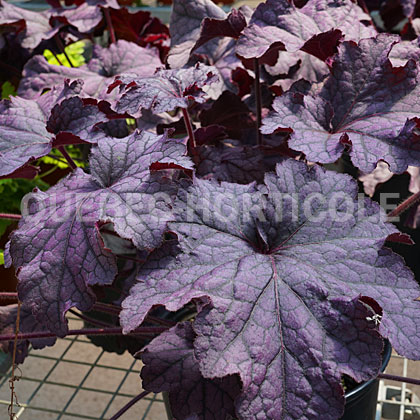 image de Heuchera Grande™ Amethyst