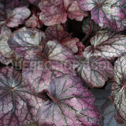 image de Heuchera x Grape Expectations