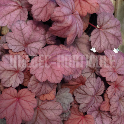 image de Heuchera x Grape Soda