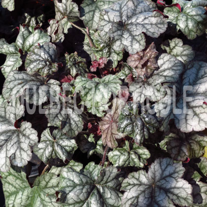 image de Heuchera x Hollywood