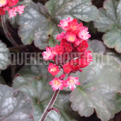 image de Heuchera x Hollywood