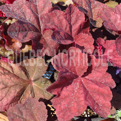 image de Heuchera x Lava Lamp