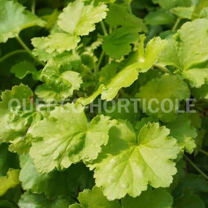 image de Heuchera Lemon Love