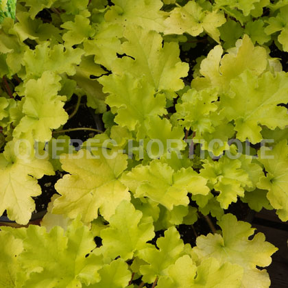 image de Heuchera x Lime Marmalade