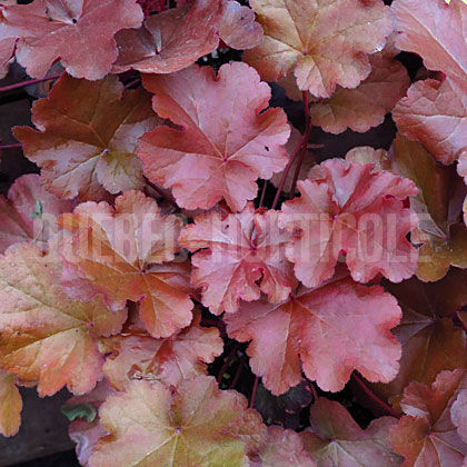 image de Heuchera x Mahogany