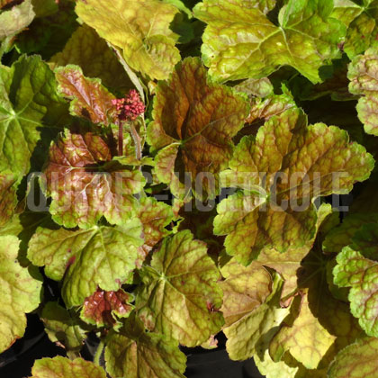 image de Heuchera x Miracle