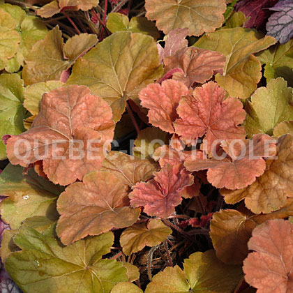 image de Heuchera x Northern Exposure™ Amber